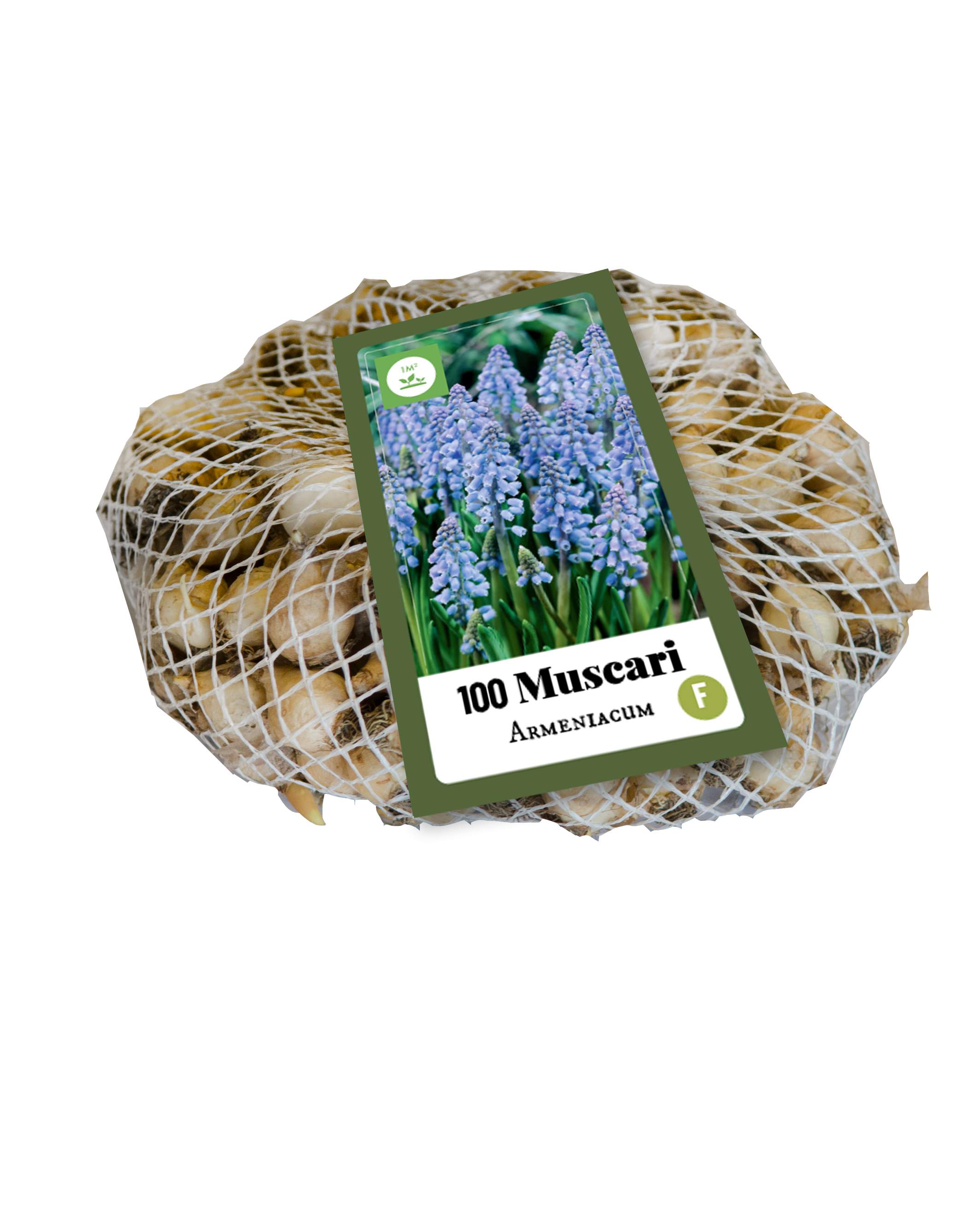 100 MUSCARI ARMENIACUM 